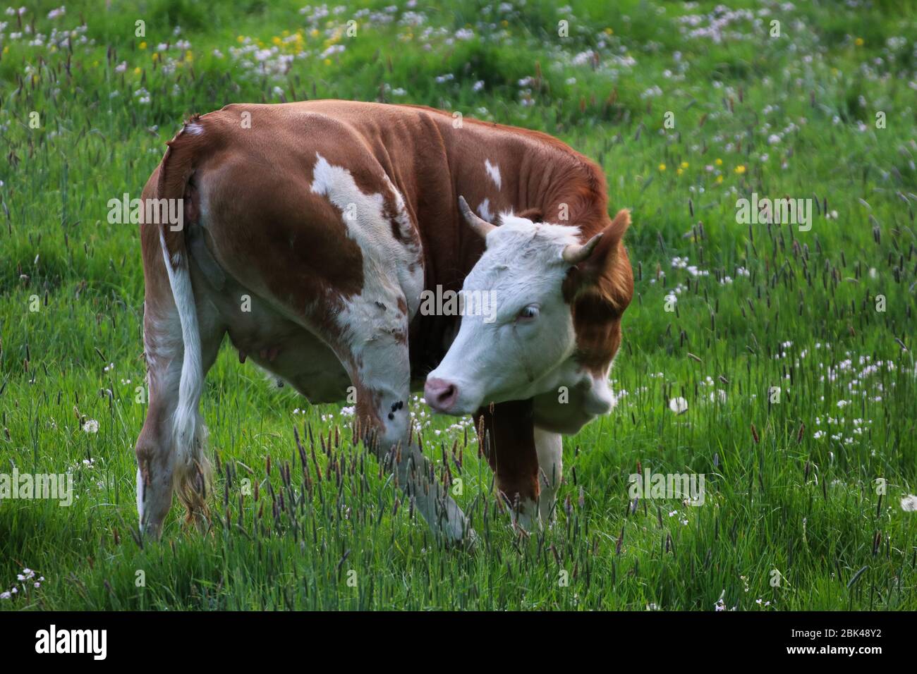 A beautiful cow grazing in the pasture Stock Photo - Alamy