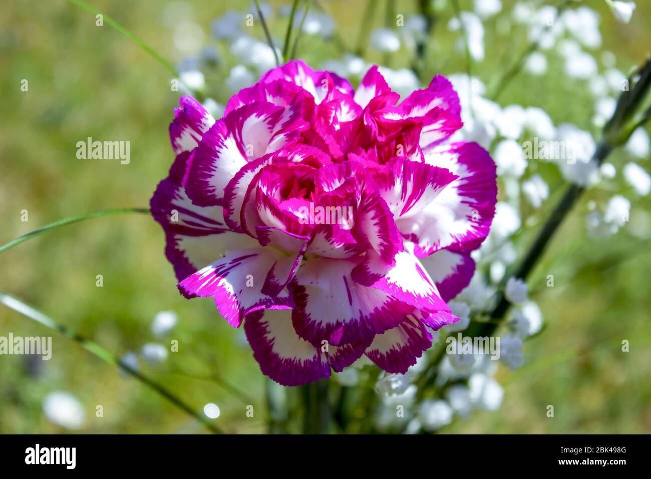 White with pink border carnation with gypsophila on green background Stock Photo