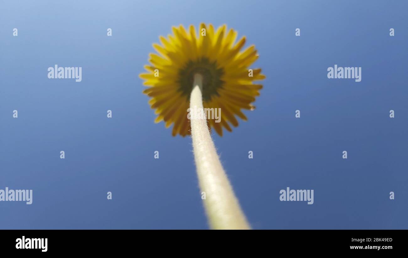 Tall stem flower hi-res stock photography and images - Alamy
