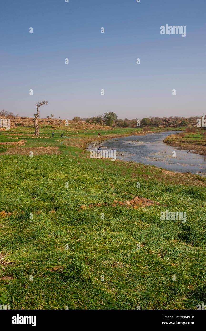 View of an onion field (cash crop) along a small river in the Dogon country in Mali, West Africa. Stock Photo