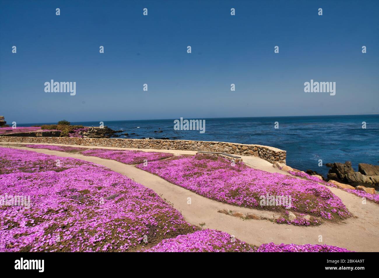 Beautiful "carpet" of pink ice plant covering the coastline in Pacific Grove, CA Stock Photo Alamy