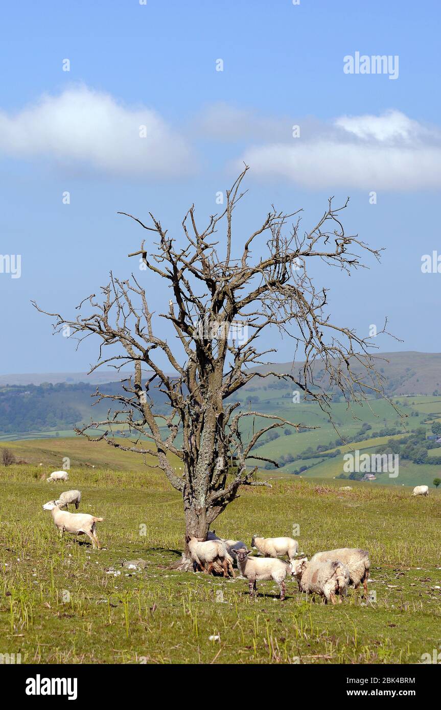 Sheep and tree near The Roundabout, The Begwns. Stock Photo