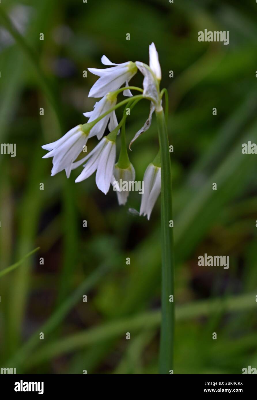 Close up of white fairy bells Stock Photo