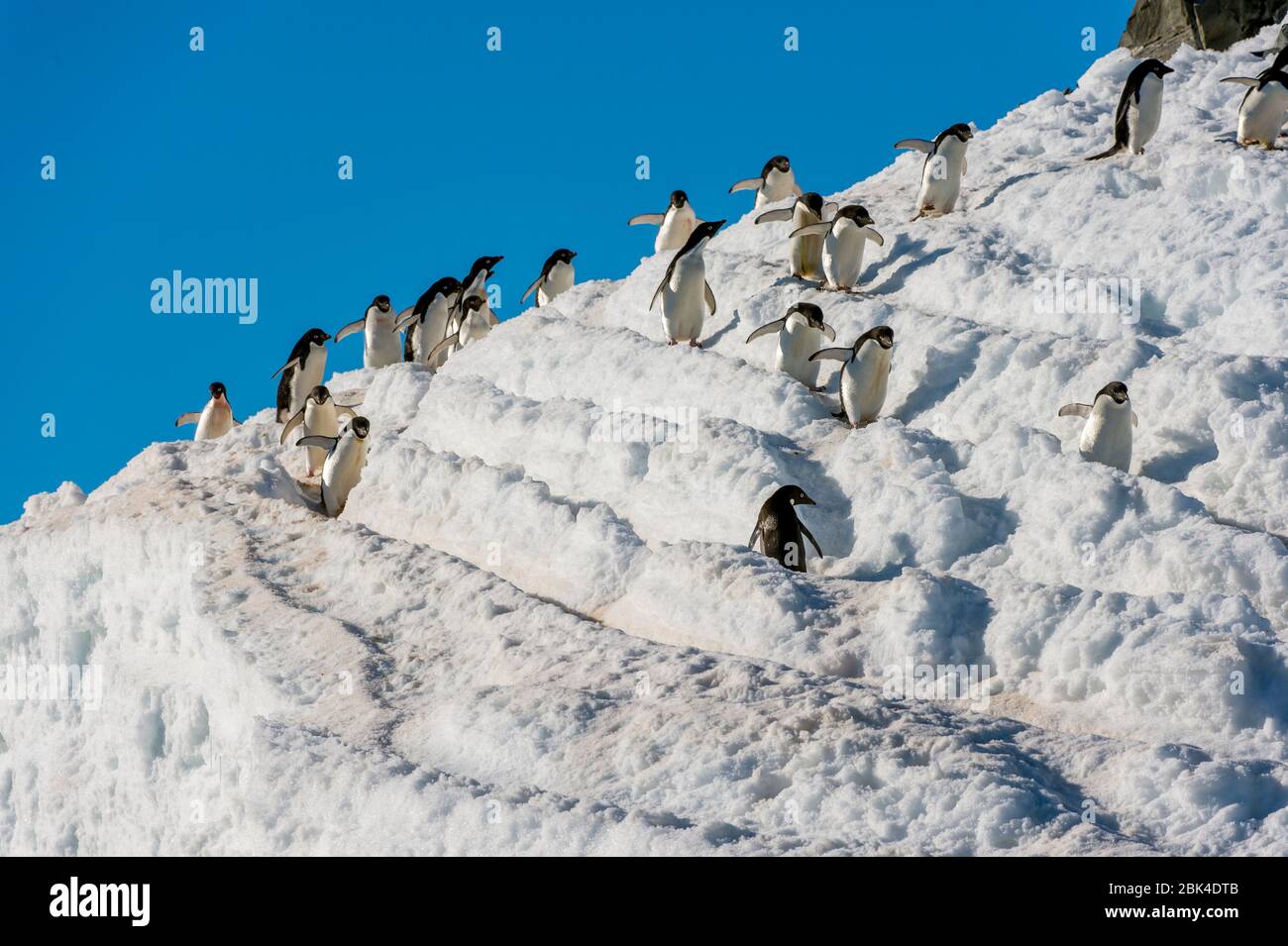 Adelie penguins (Pygoscelis adeliae) walking from the colony over snow ...
