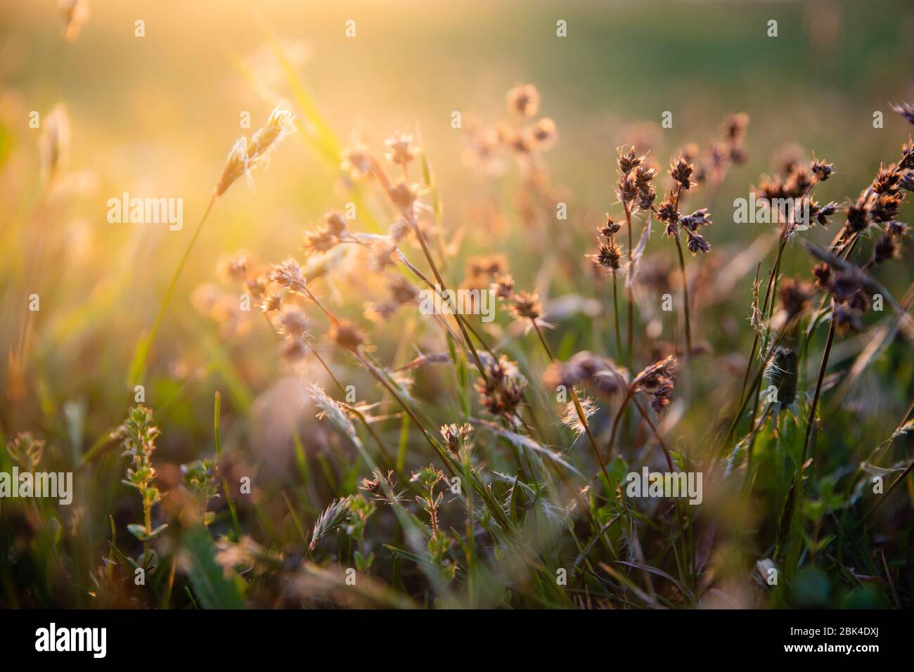 Bright environment and plants hi-res stock photography and images - Alamy