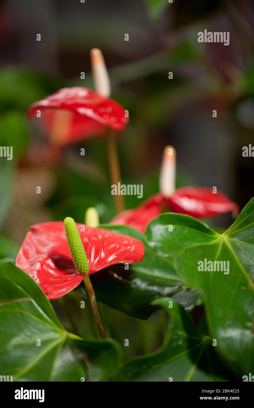 Red peace lily flowers with green foliage on a blurry background. Dutch
