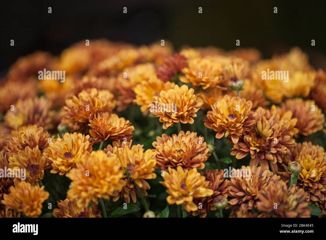 Chrysanthemum house hi-res stock photography and images - Alamy