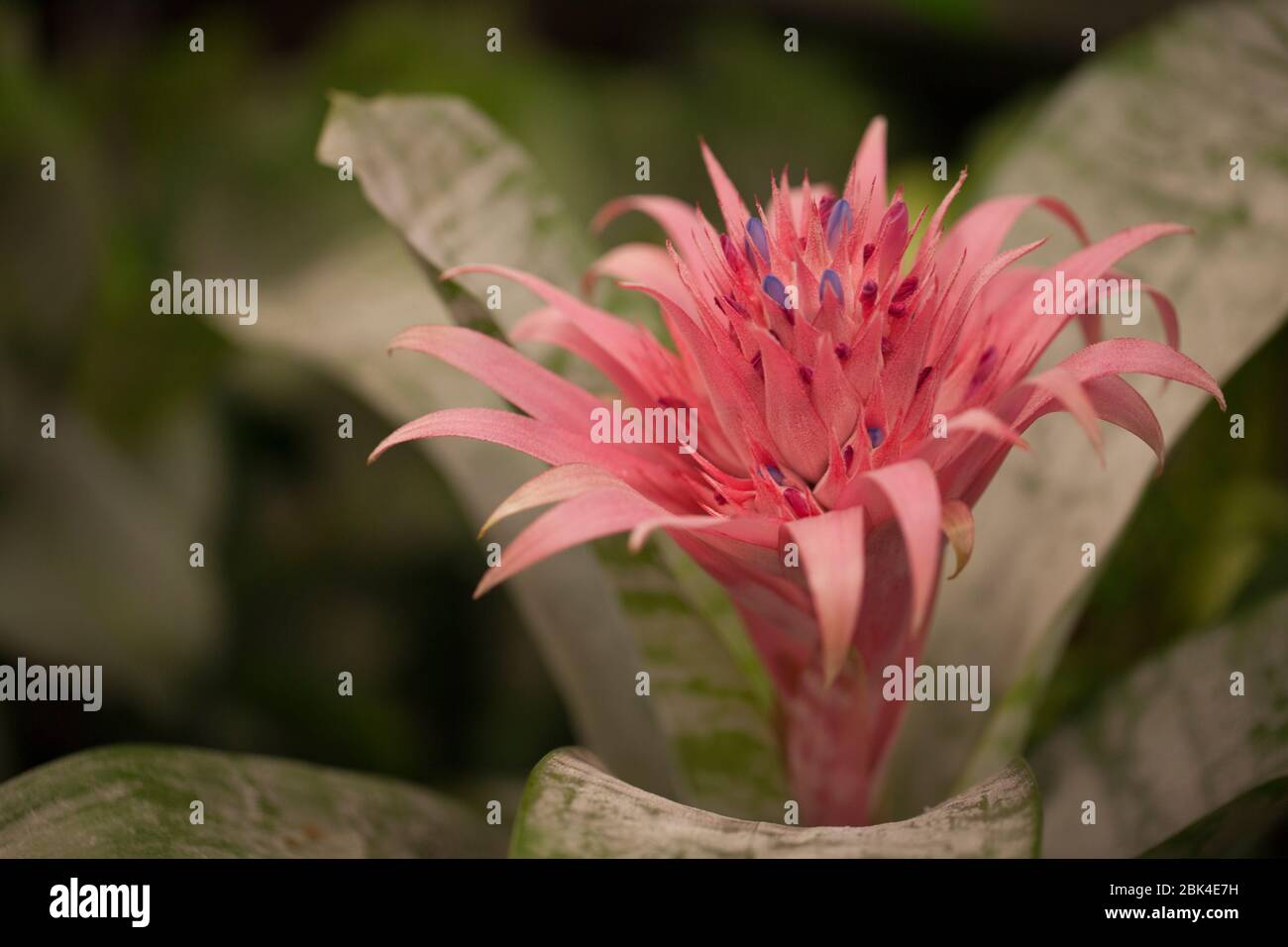 Bromeliad with pink flower. Aechmea fasciata. Stock Photo