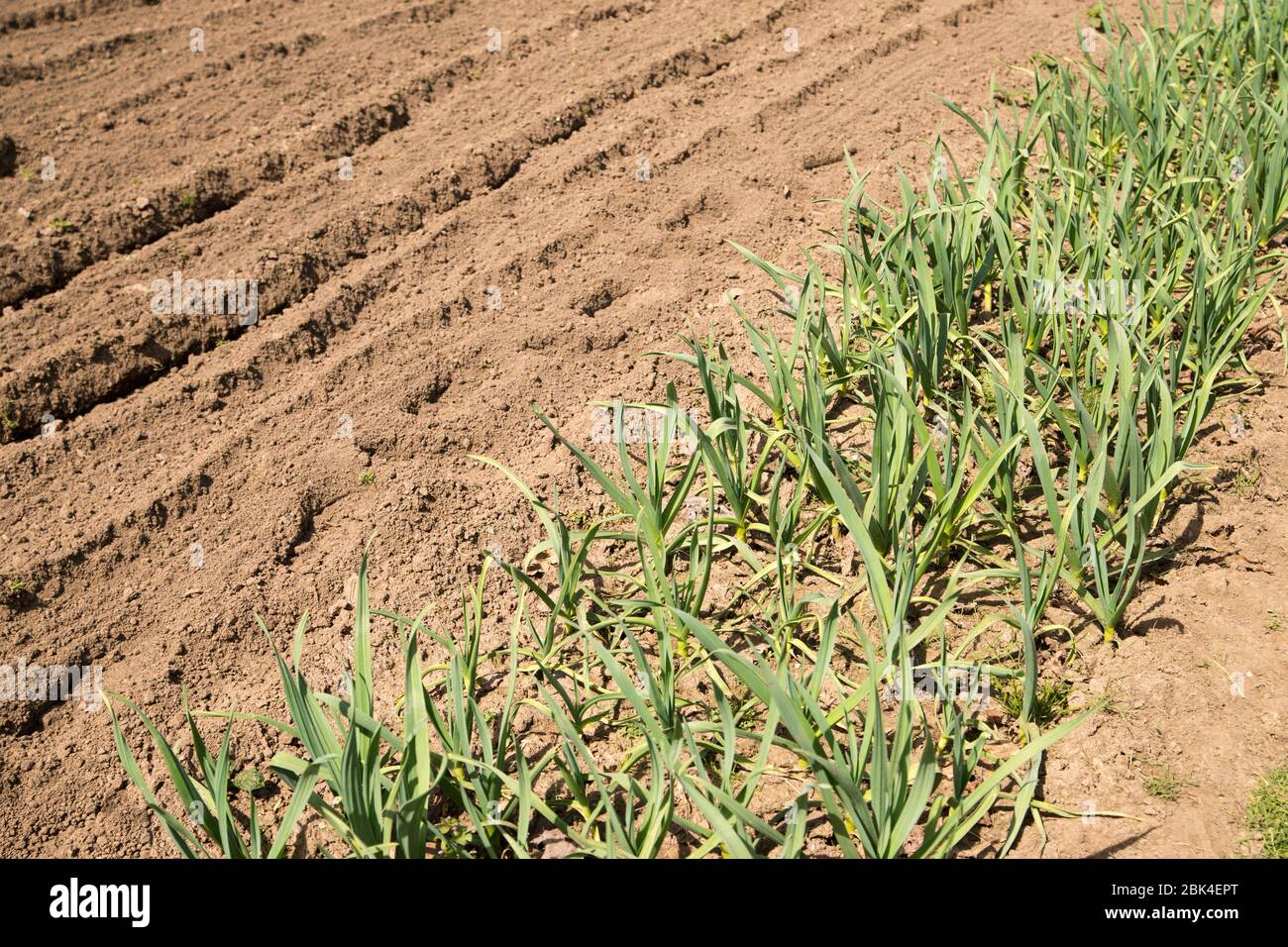 A close up photo of onions growing in a garden Stock Photo - Alamy