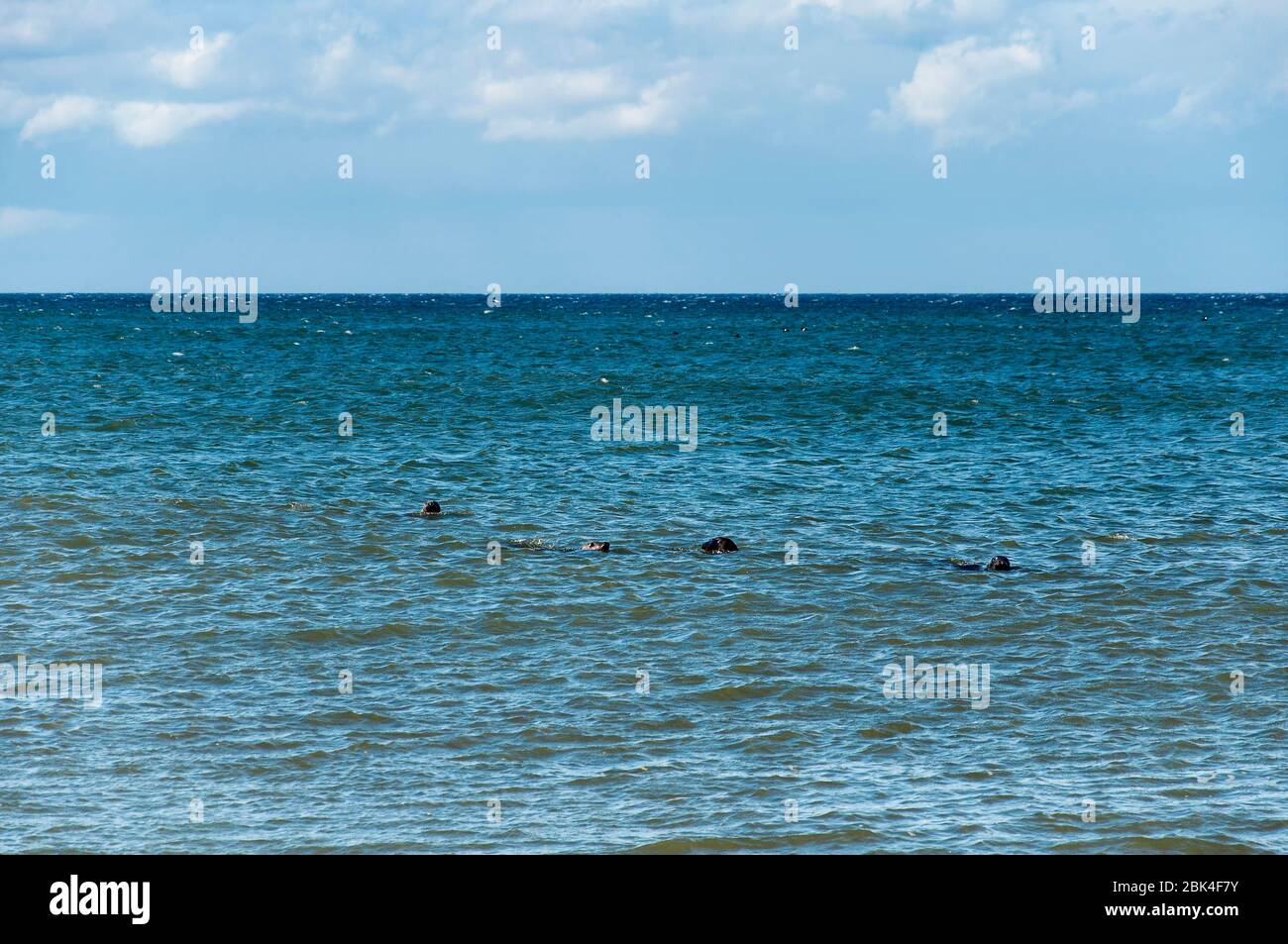 four harbor seals swmming in the atlantic ocean off the coast of cape cod massachusetts on a sunny day. Stock Photo
