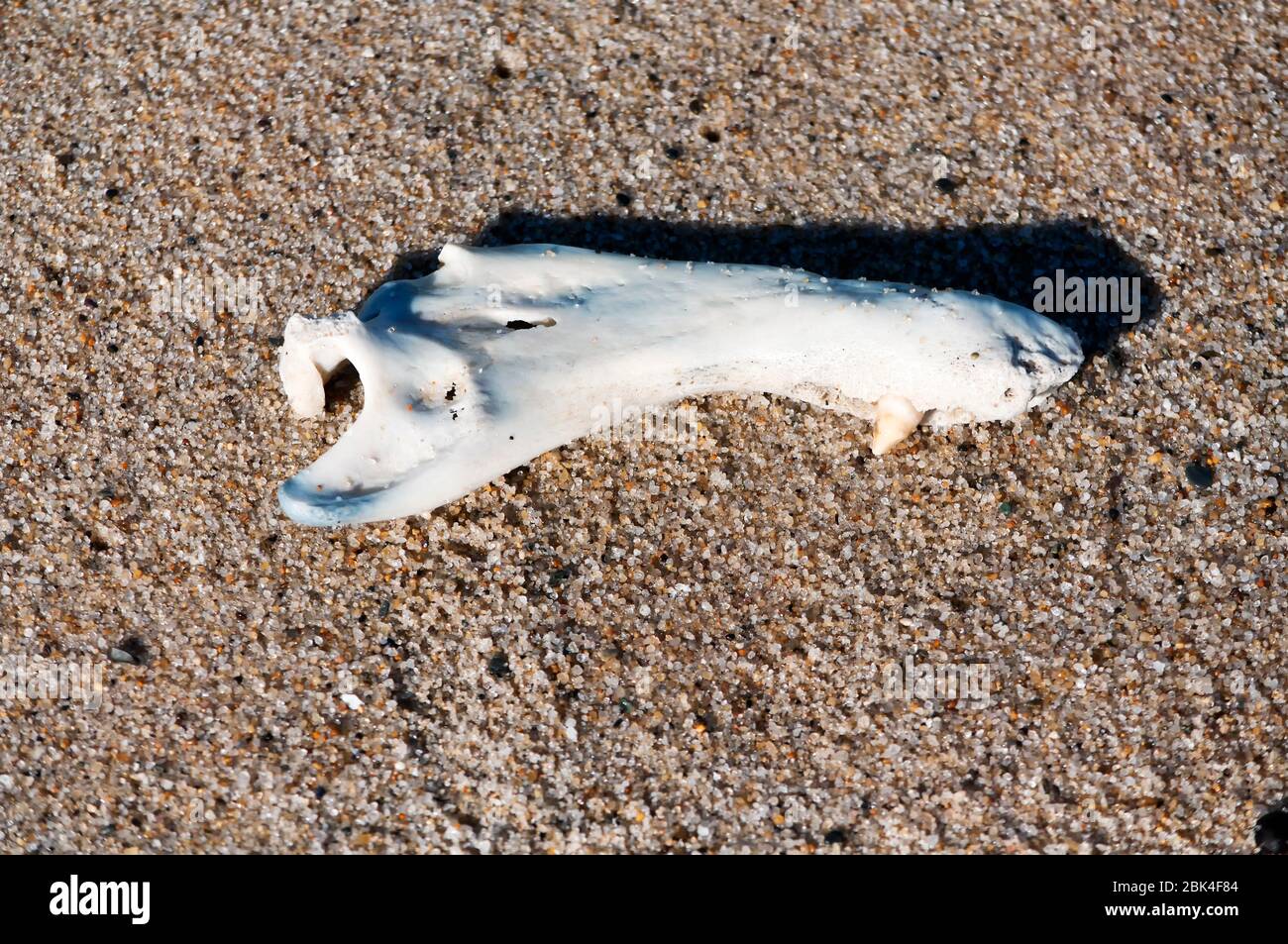 A jawbone froma harbor seal on a beach in cape cod massachusetts. Stock Photo