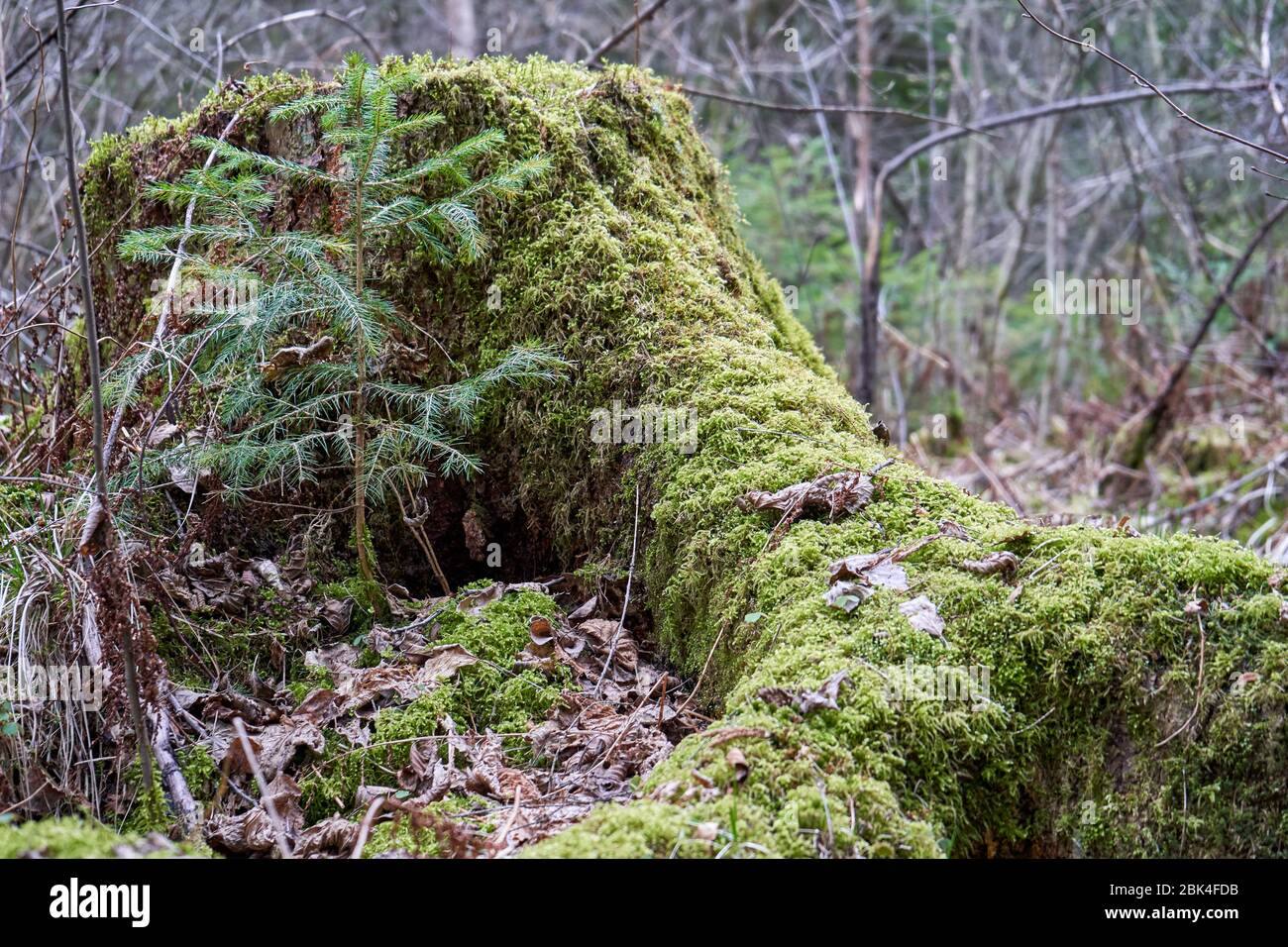 moss on the tree stump in the forest Stock Photo