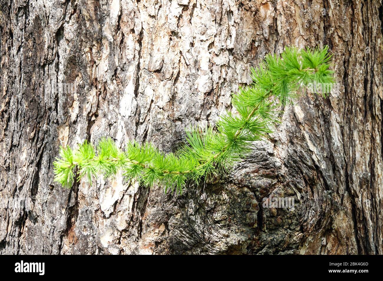Larix decidua European larch, young needles on a twig, tree bark texture, shoots trunk tree shoots Stock Photo