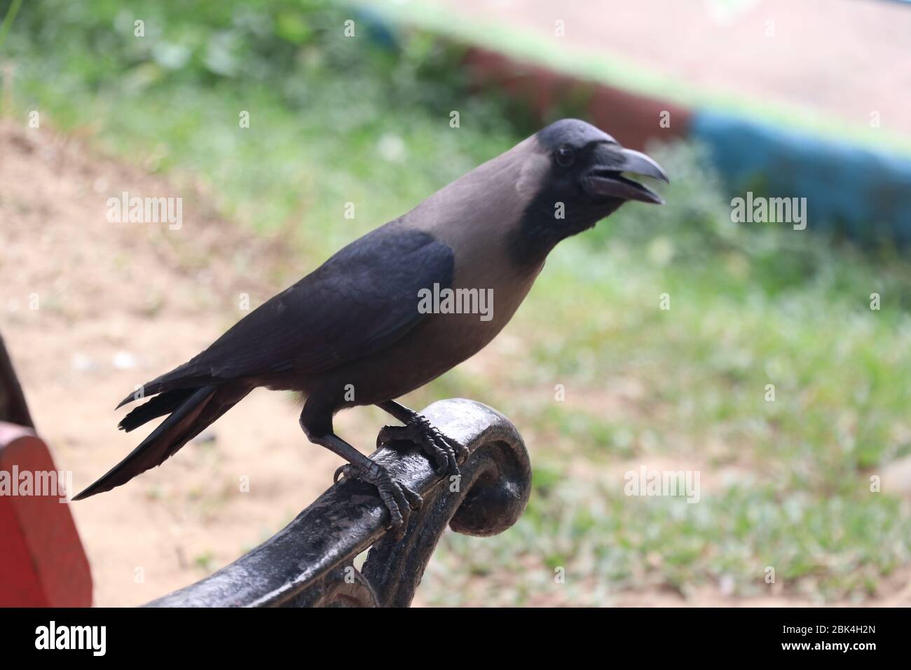 A black crow sitting at the handle of a prak banch, outdoor photography Stock Photo