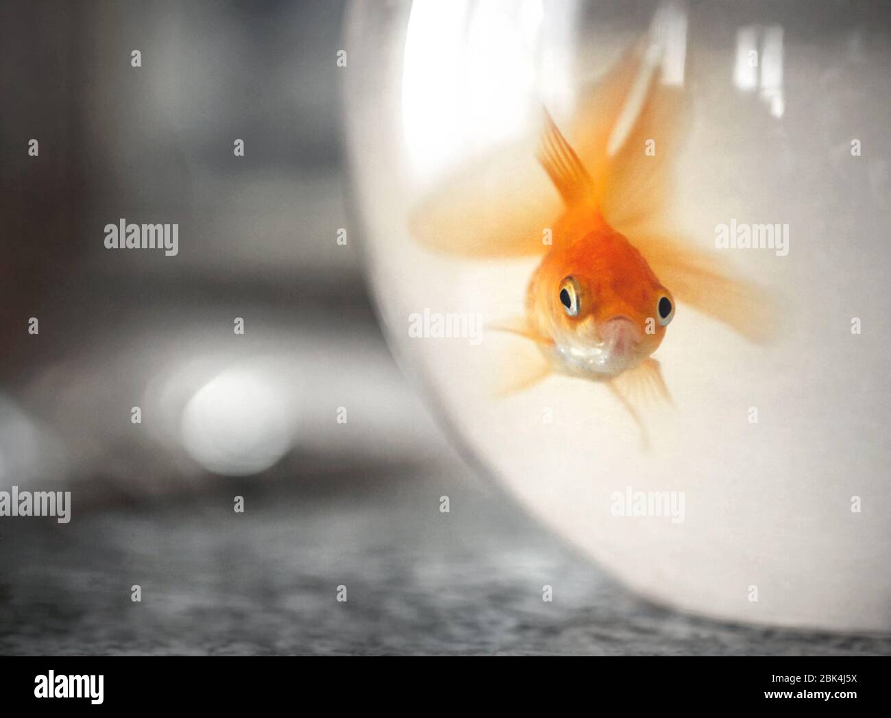 Goldfish in a bowl. Goldfish in a dirty water tank.Vintage style photo