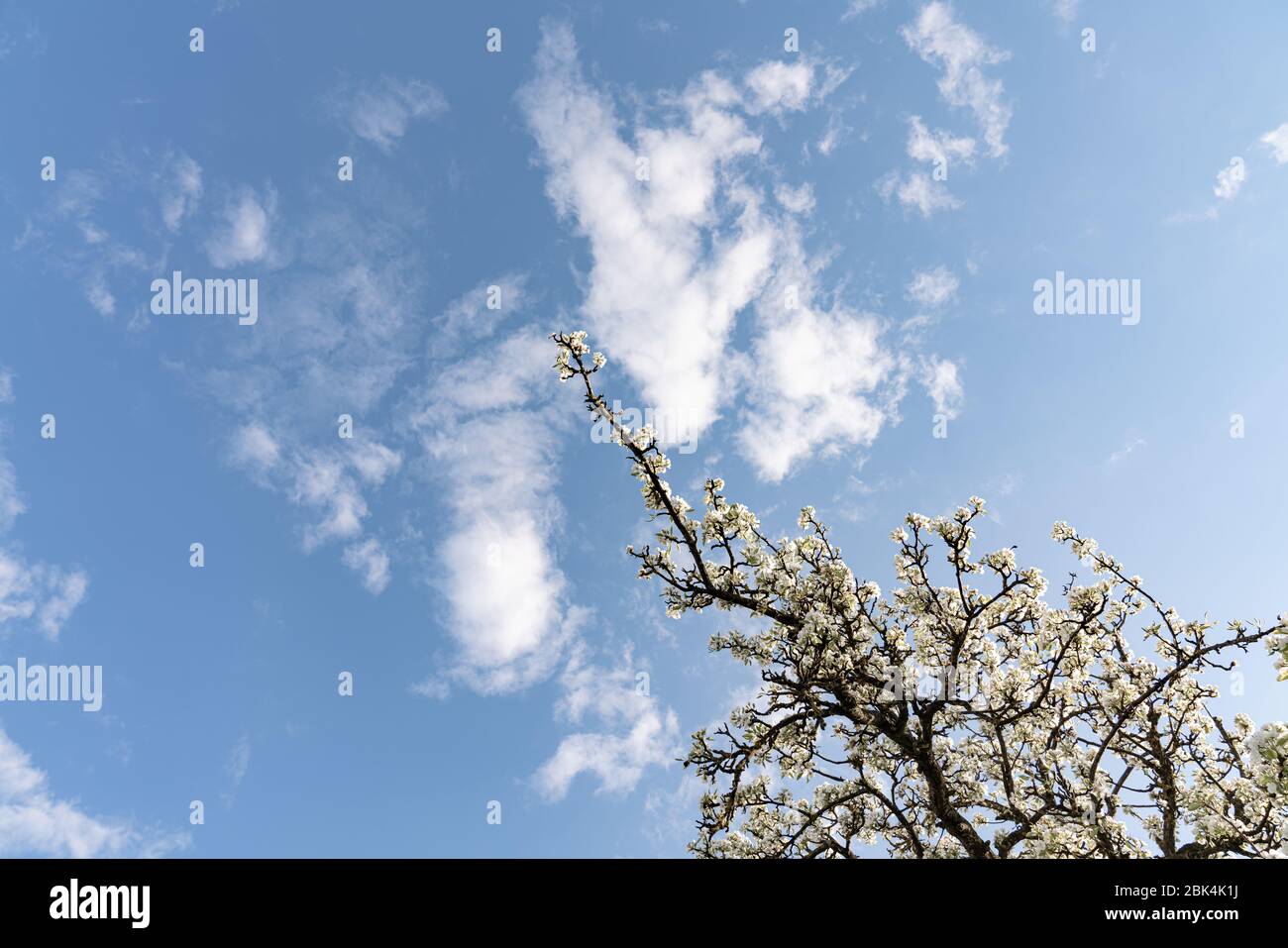 Apple tree blossoms and blue sky in spring sunny day Stock Photo