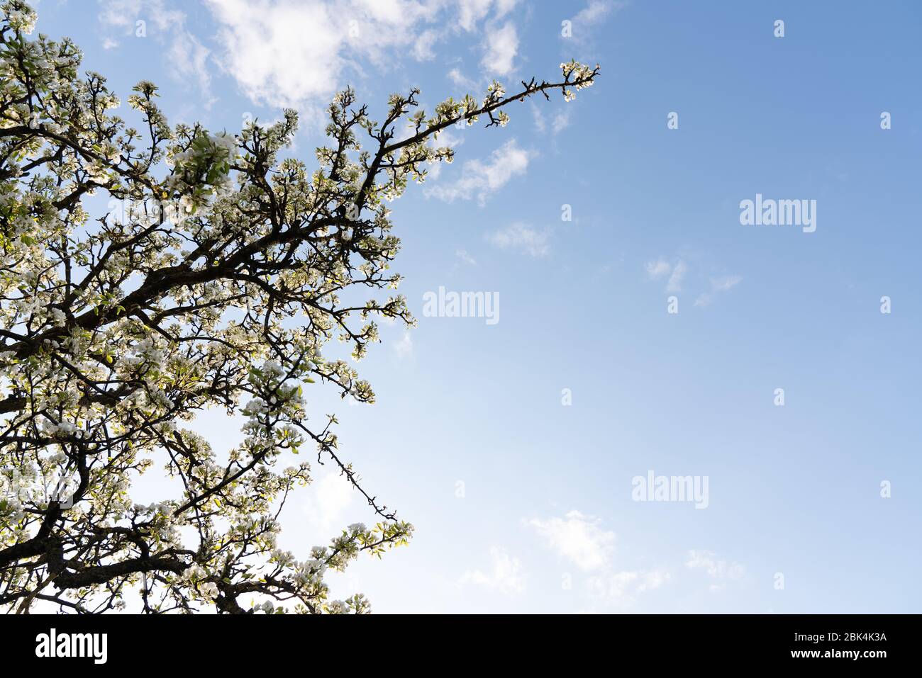 Beautiful flowering fruit trees. Blooming plant branches in spring warm bright sunny day. Stock Photo