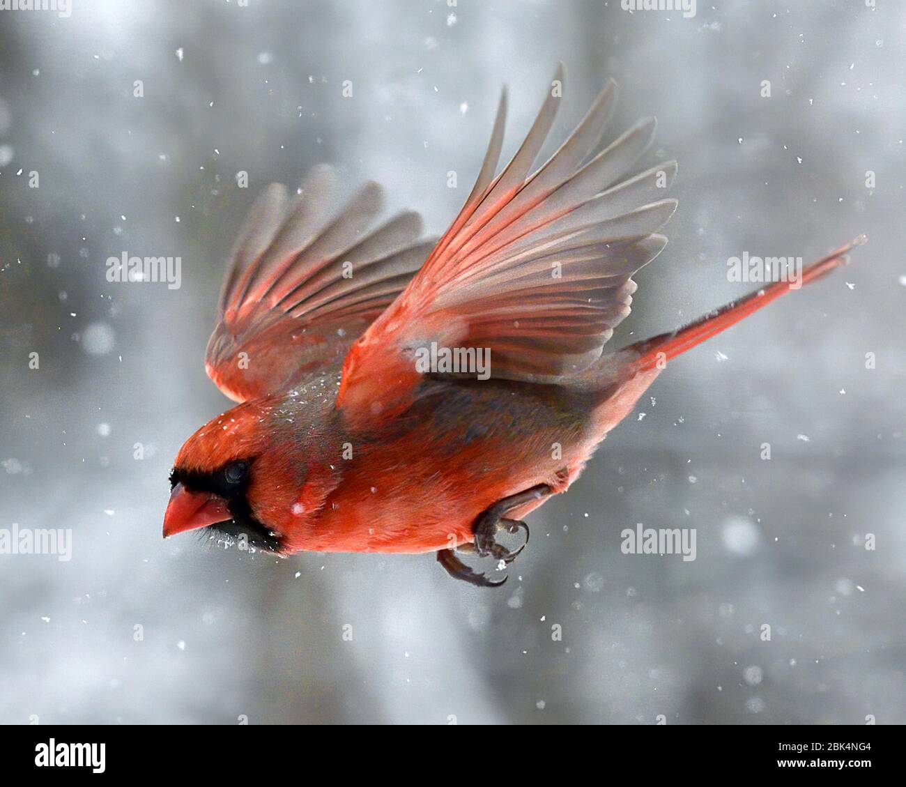 Cardinal in flight with a gray snowy background with snowflakes showing and full view of bird with wings in upward position. Stock Photo