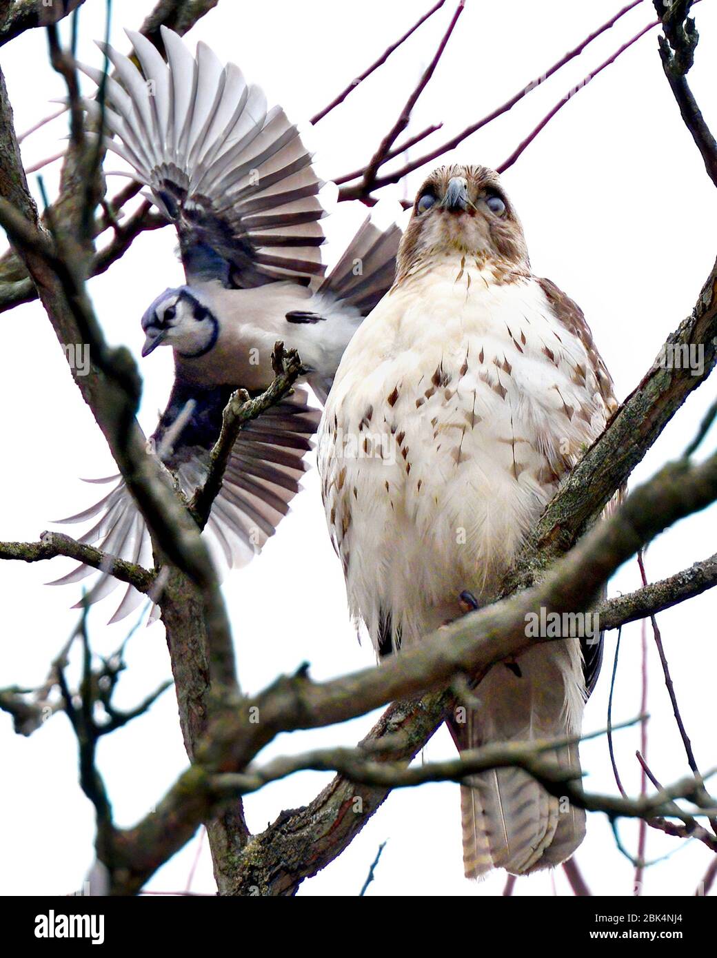 Hawk perched high on a tree branch being mobbed by an aggressive blue jay. Stock Photo