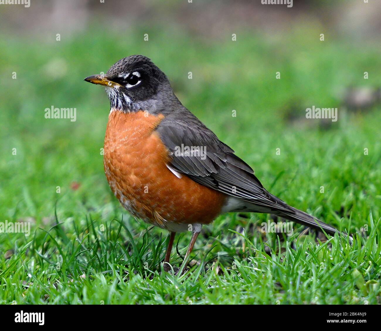 Robin eating a worm on the ground with green grass and birdseed on the