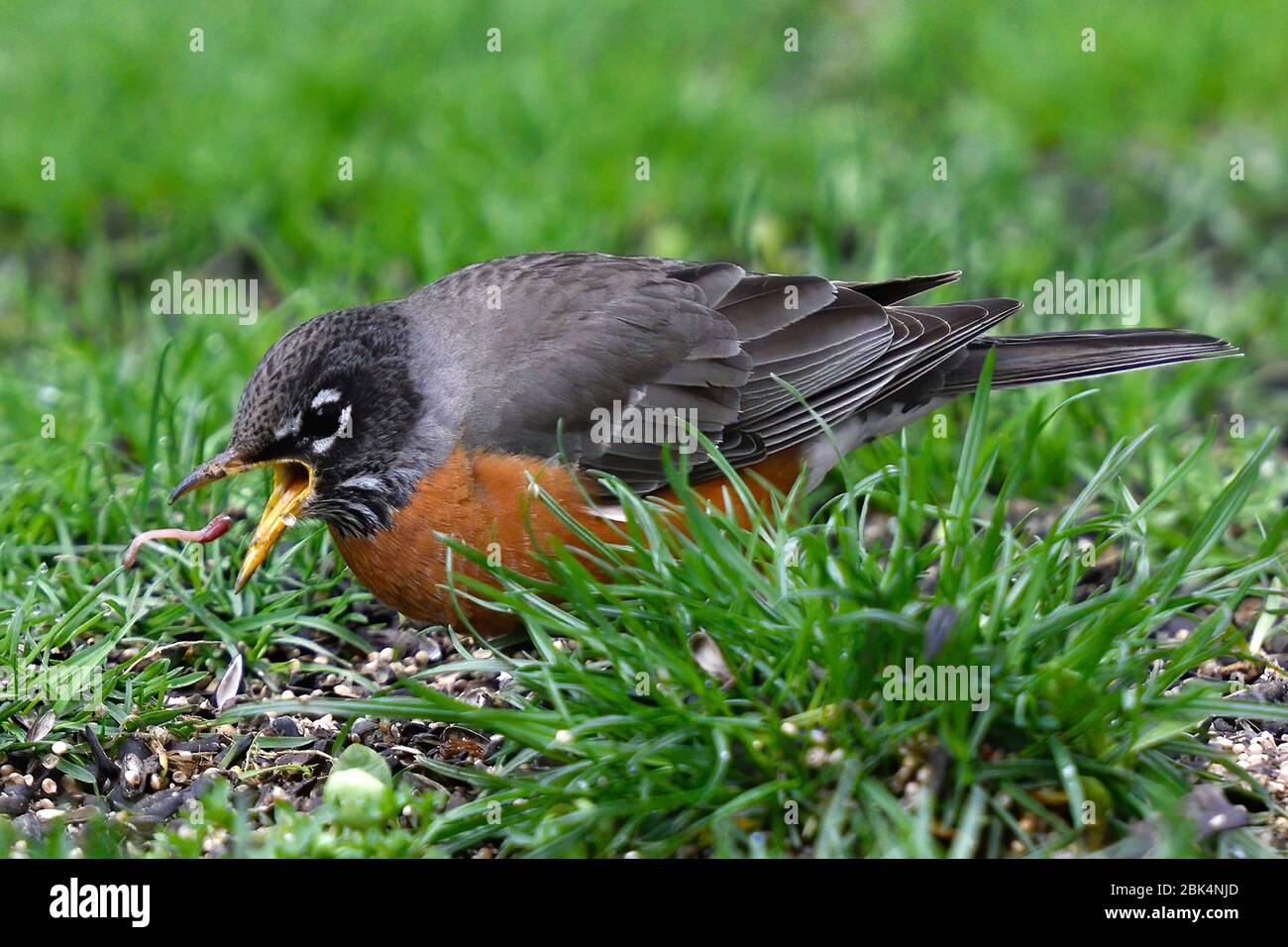 robin eating worms in dirt