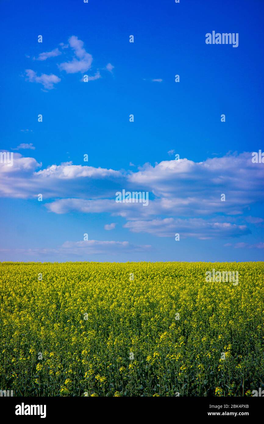 Rapeseed field on a sunny day with clear skies Stock Photo - Alamy
