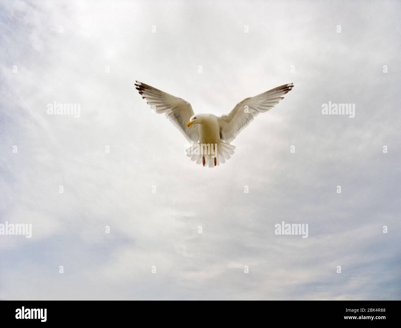 Seagull in Portland, Maine, USA Stock Photo