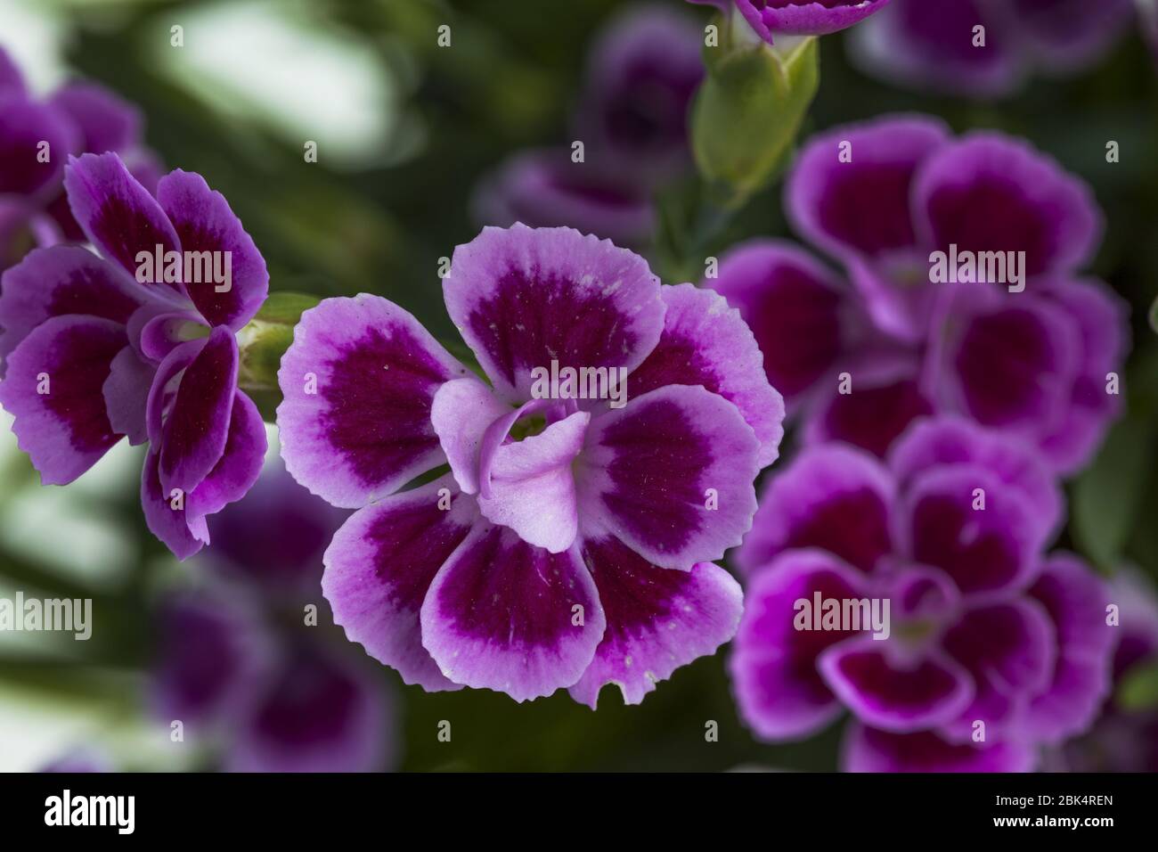 Close up view of pink dianthus  isolated on background. Beautiful backgrounds. Stock Photo