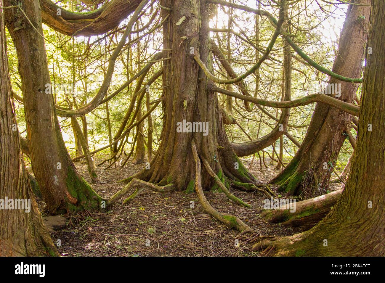 An odd tree spotted in a forest in Ireland Stock Photo