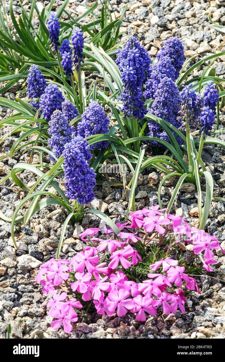 Grape Hyacinth Muscari armeniacum 'Blue Spike' Stock Photo