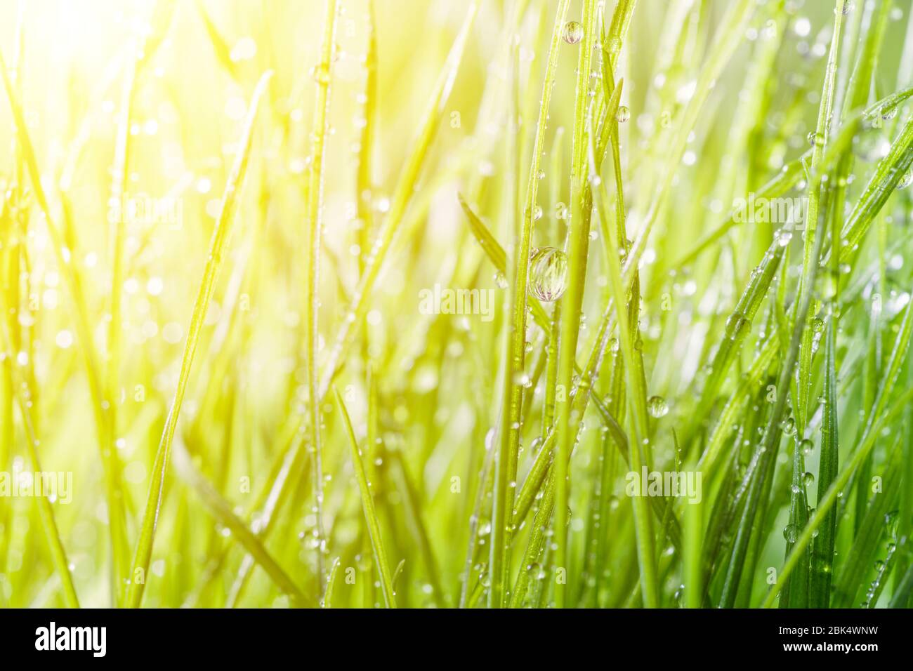 Green grass background Stock Photo - Alamy
