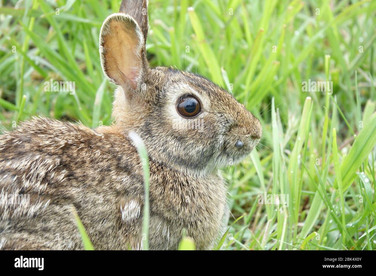 Bunny with tick hires stock photography and images Alamy