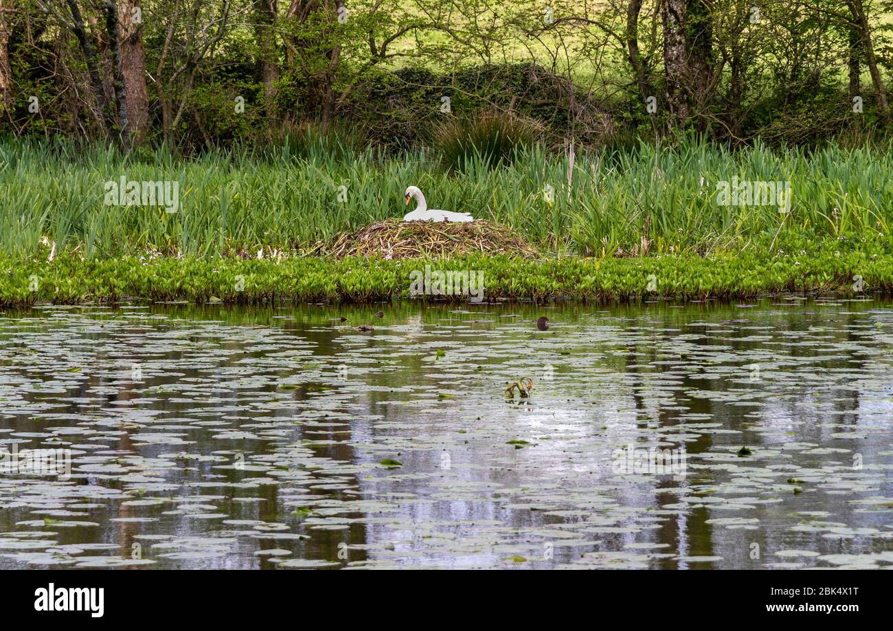 Mute Swan Cygnus olor sat on a nest floating on lily pads. Stock Photo