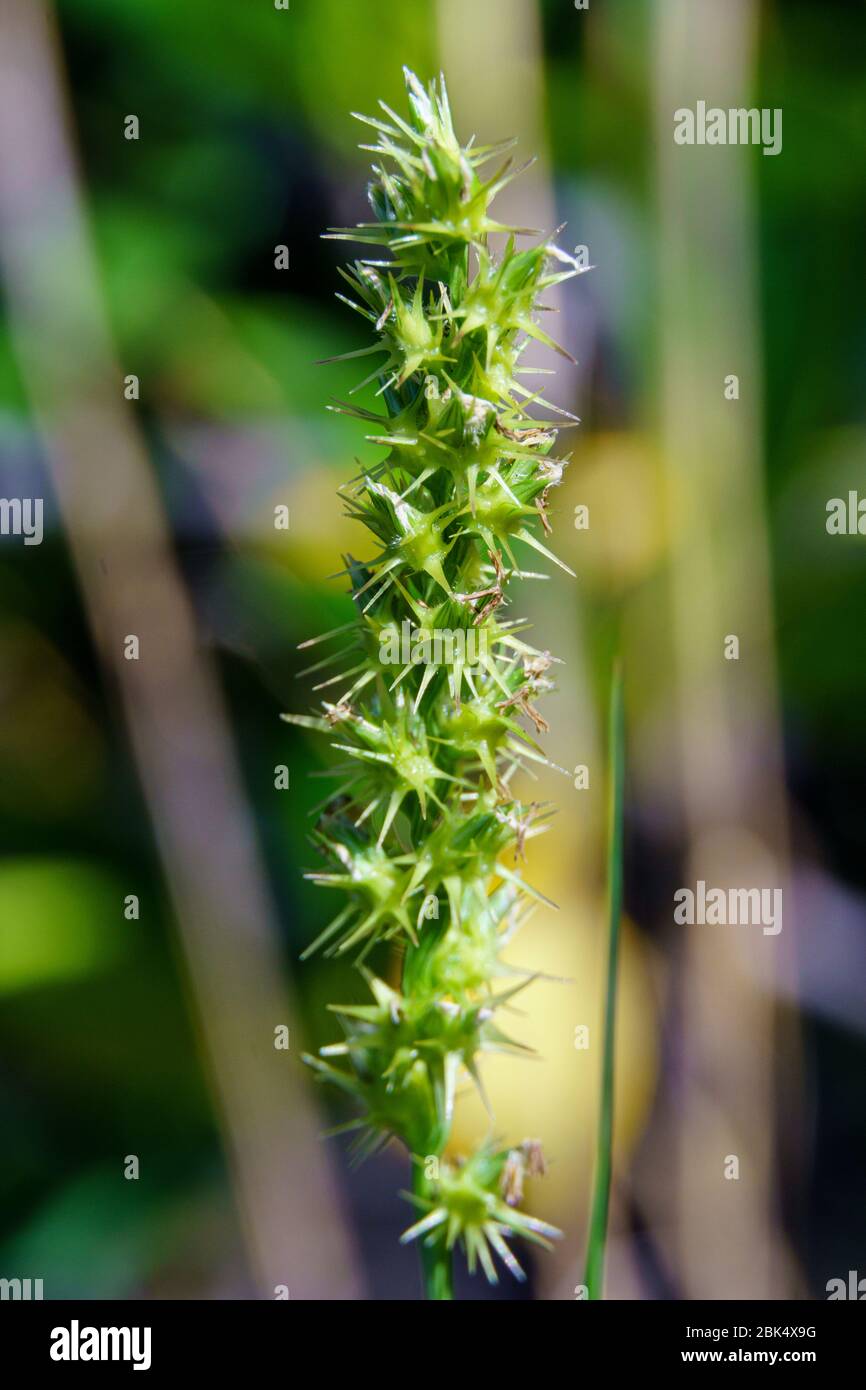 Southern sandbur (Cenchrus echinatus), green, macro - Hollywood, Florida, USA Stock Photo