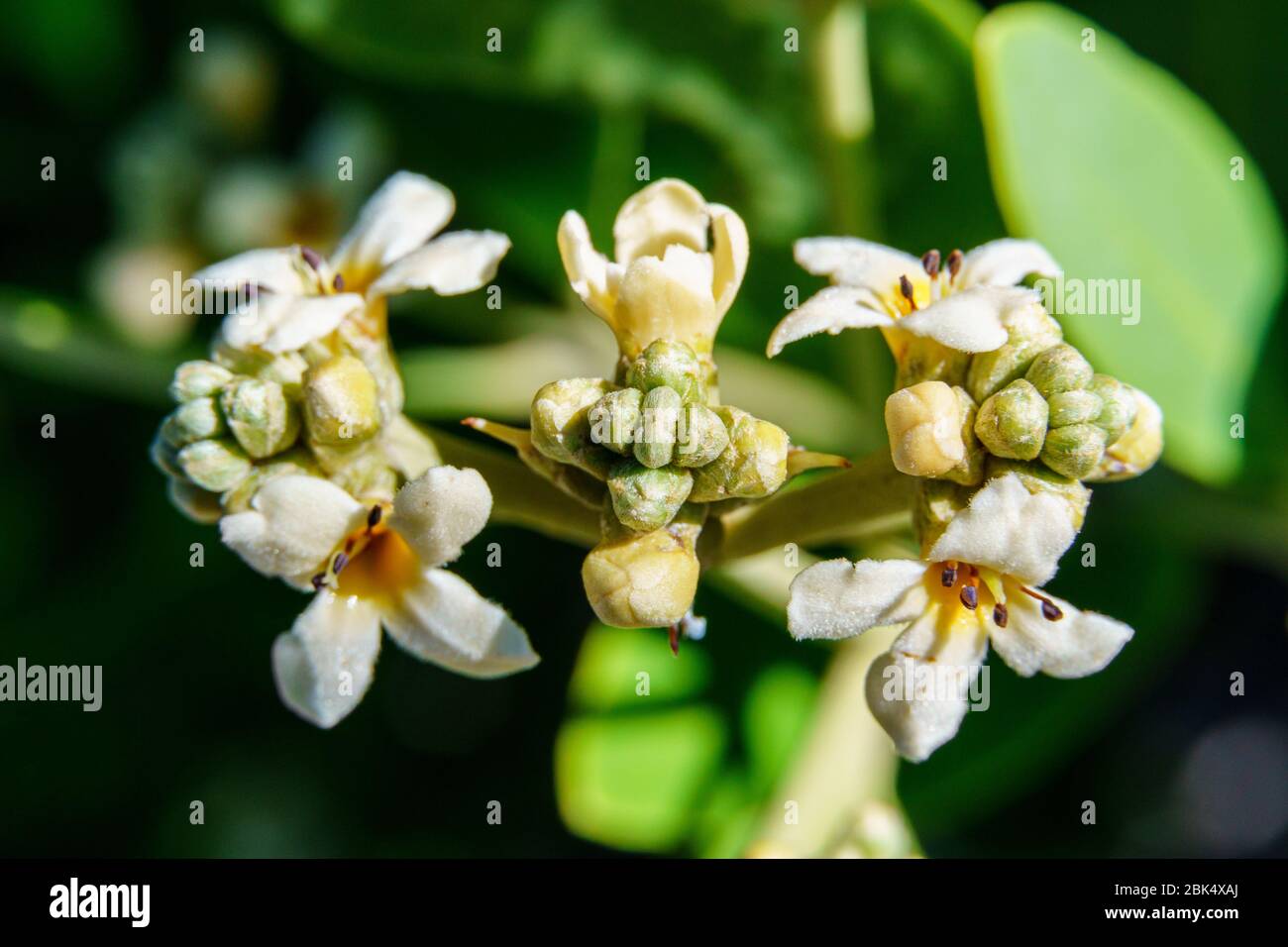Black mangrove flowers (Avicennia germinans) macro - Hollywood, Florida, USA Stock Photo