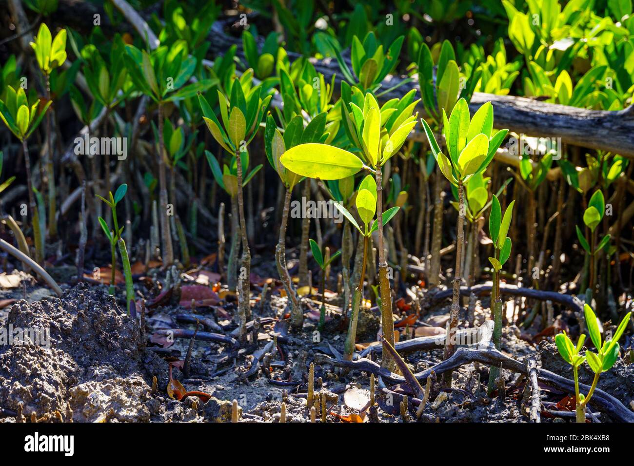 Black mangrove pneumatophores (Avicennia germinans) - Hollywood, Florida, USA Stock Photo