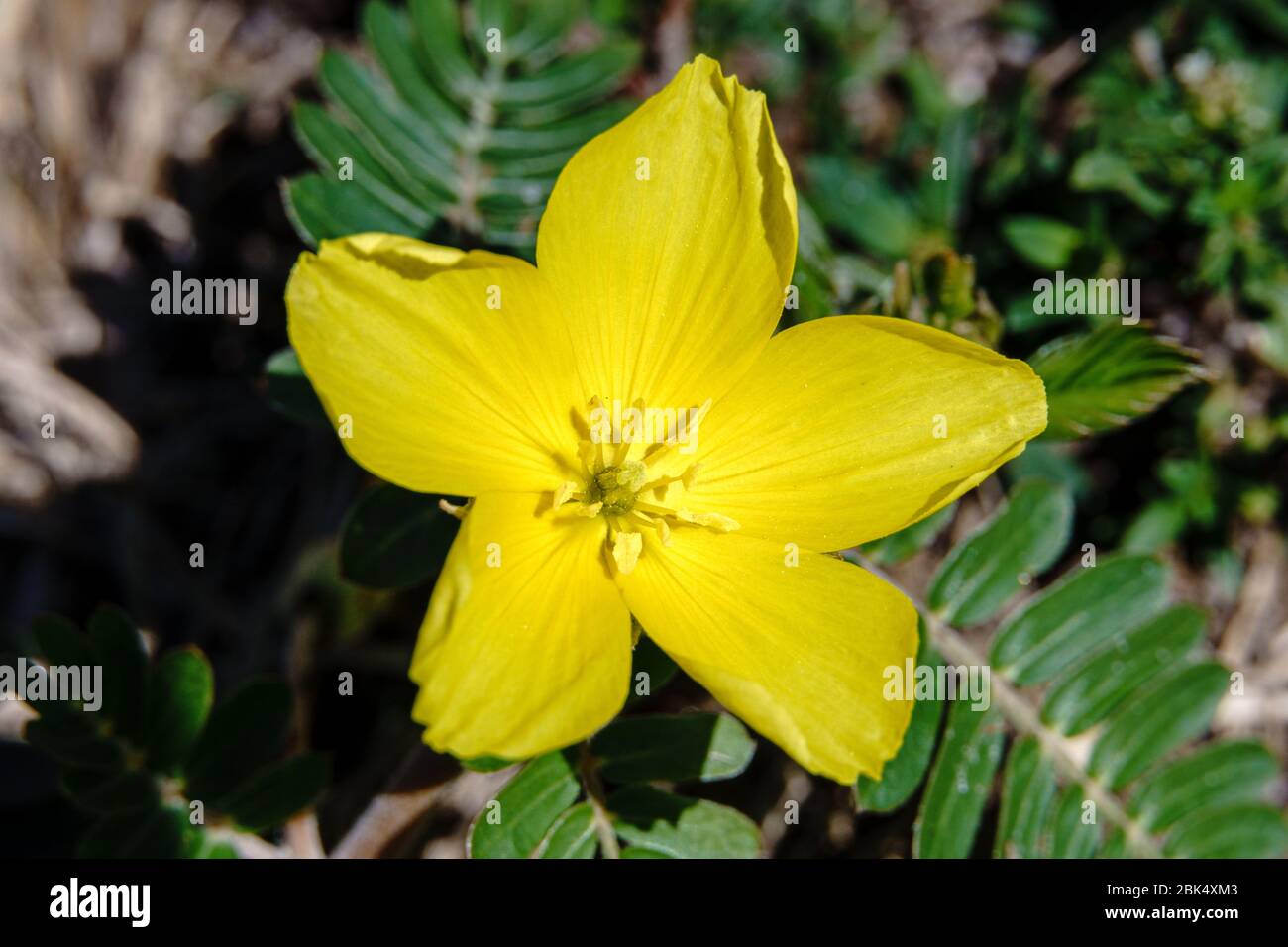 Jamaican feverplant (Tribulus cistoides) macro - Hollywood, Florida, USA Stock Photo