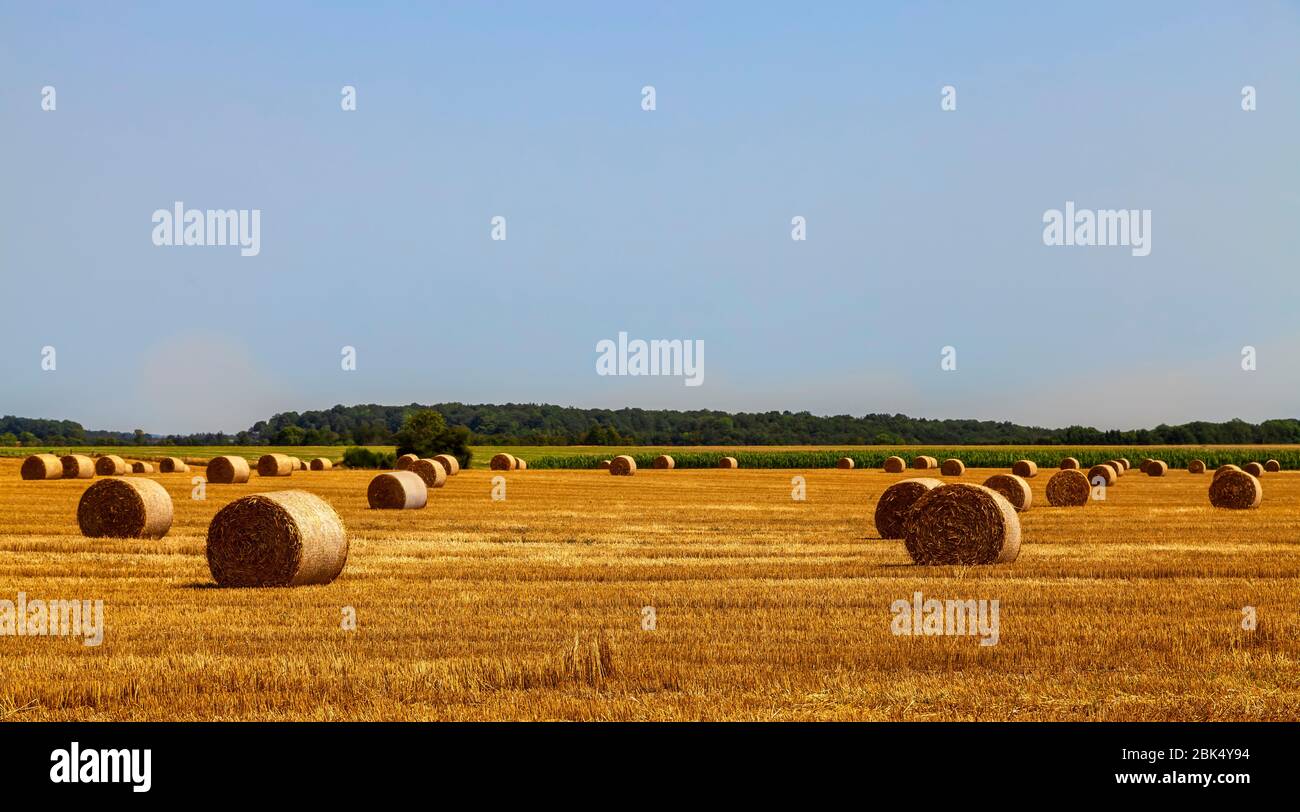 Field landscape with hay bales in summer Stock Photo - Alamy