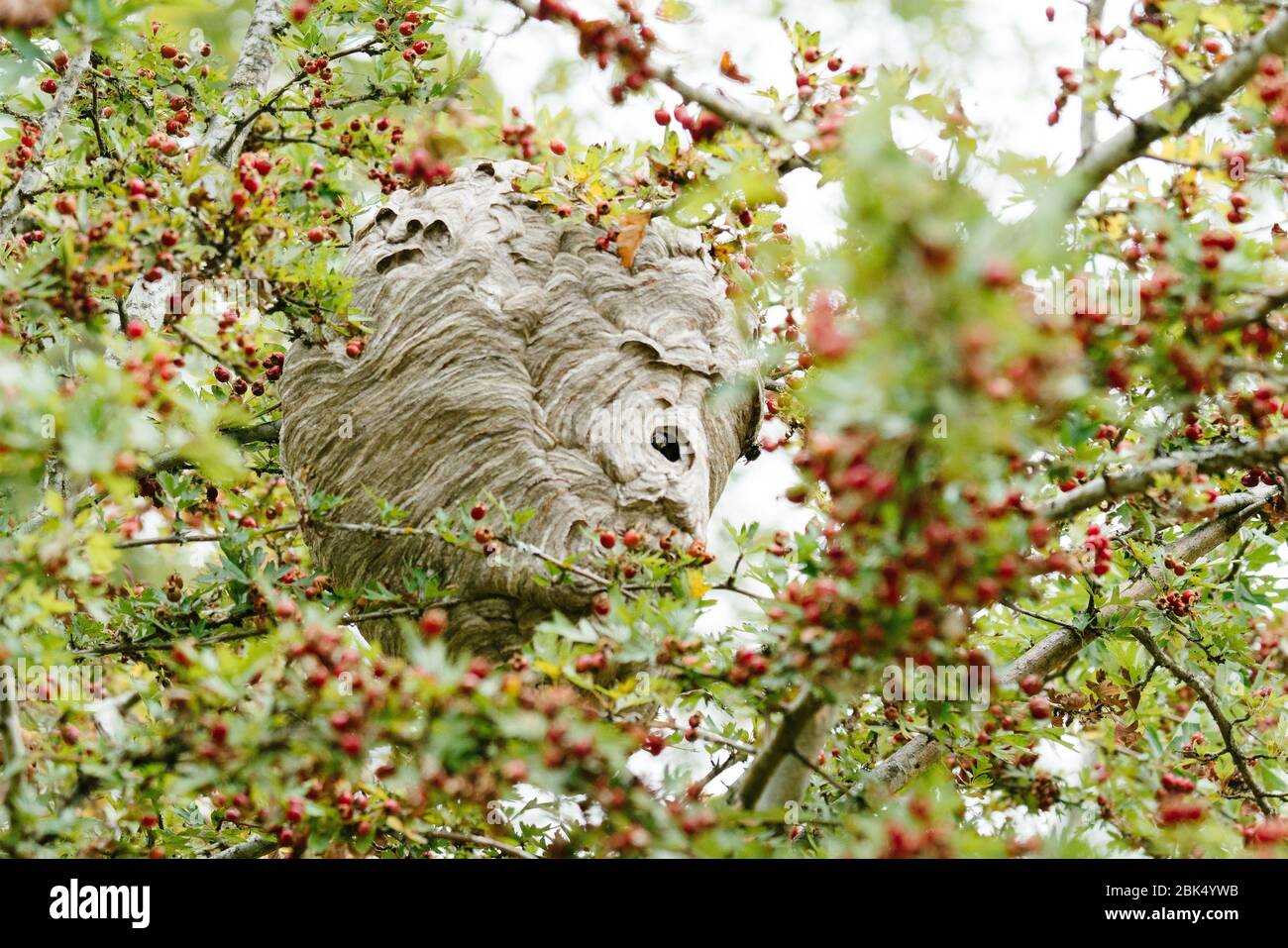 Bees nest in a tree hires stock photography and images Alamy