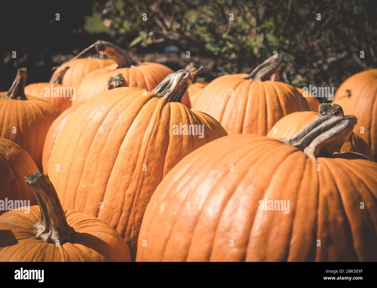 Large Orange Pumpkins in a Patch Stock Photo