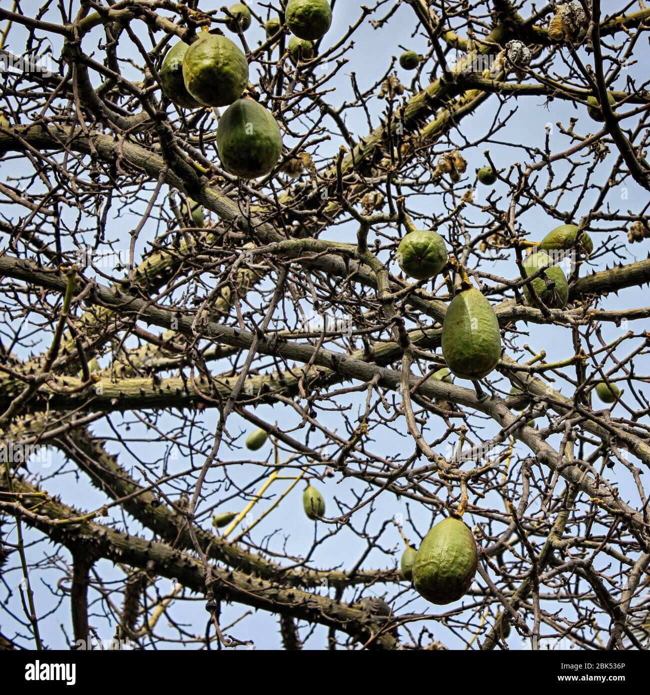 Ceiba insignis (White Floss Silk Tree) branches and fruits in Barcelona city park. Catalonia, Spain. Stock Photo