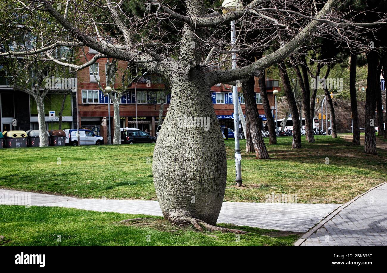 Ceiba insignis (White Floss Silk Tree) in Barcelona city park. Catalonia, Spain. Stock Photo
