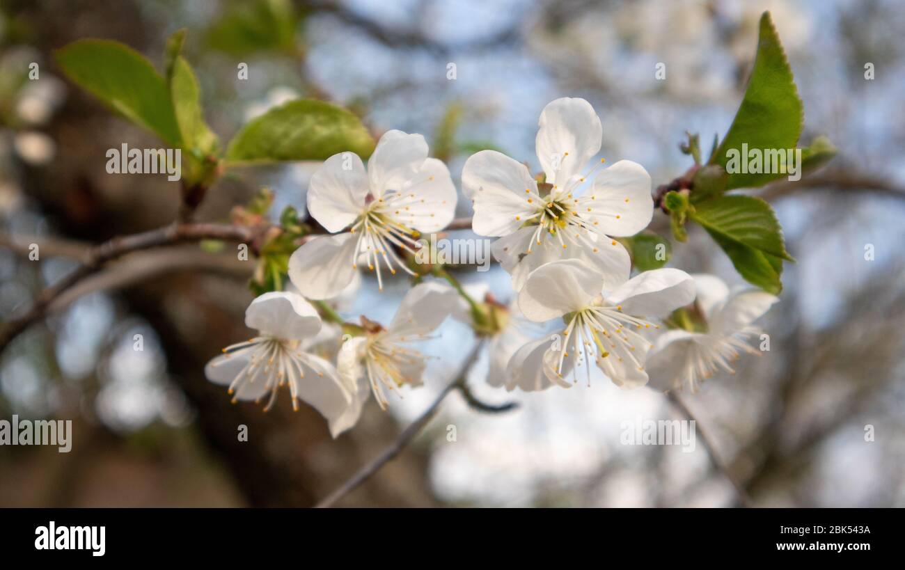 White cherry blossom flowers close-up with leaves. Romantic spring delicate nature details macro with blurred background Stock Photo