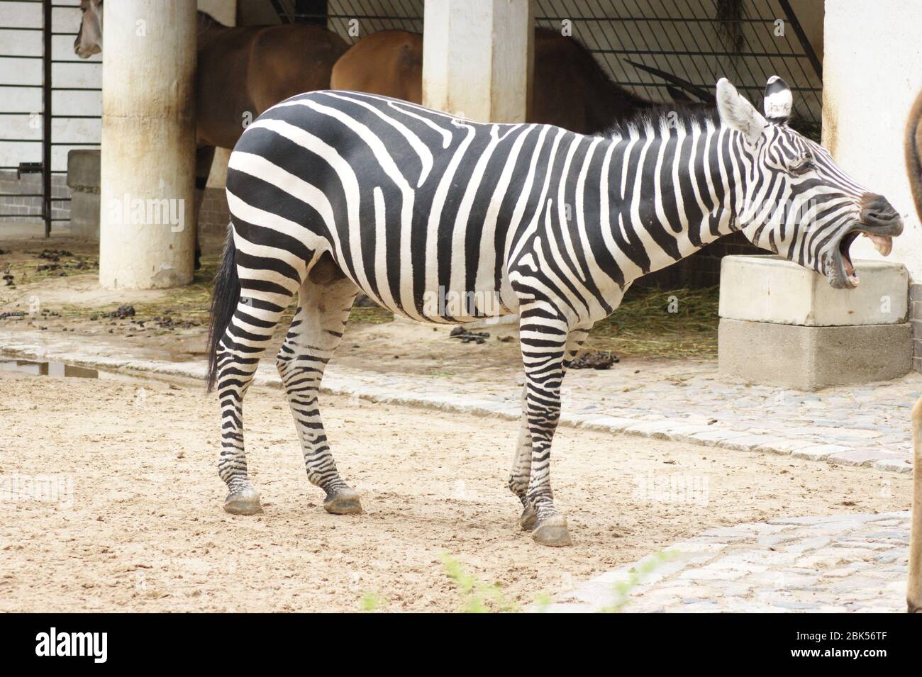 Gähnendes Zebra Stock Photo