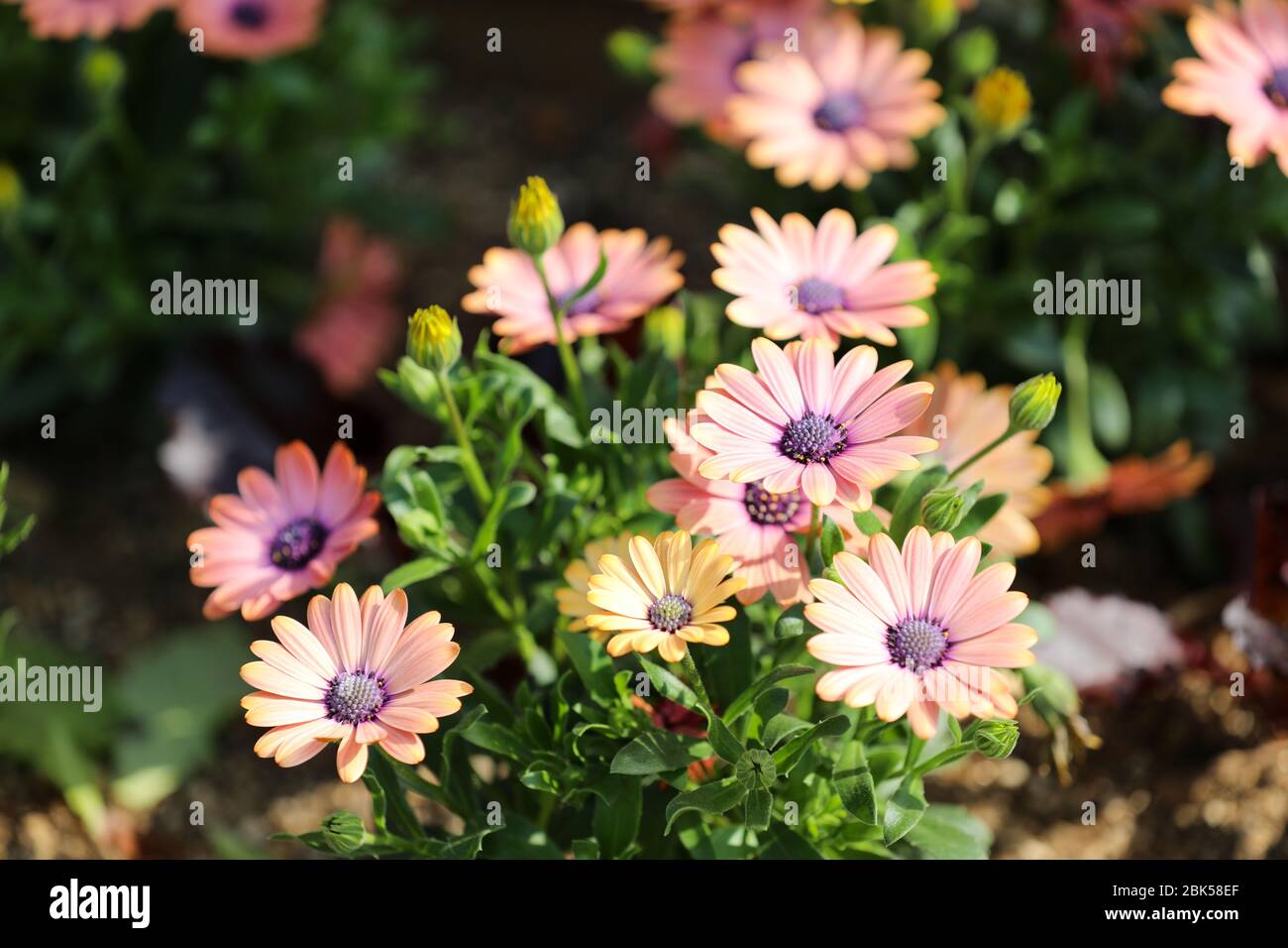 Beautiful pink daisy flowers Stock Photo