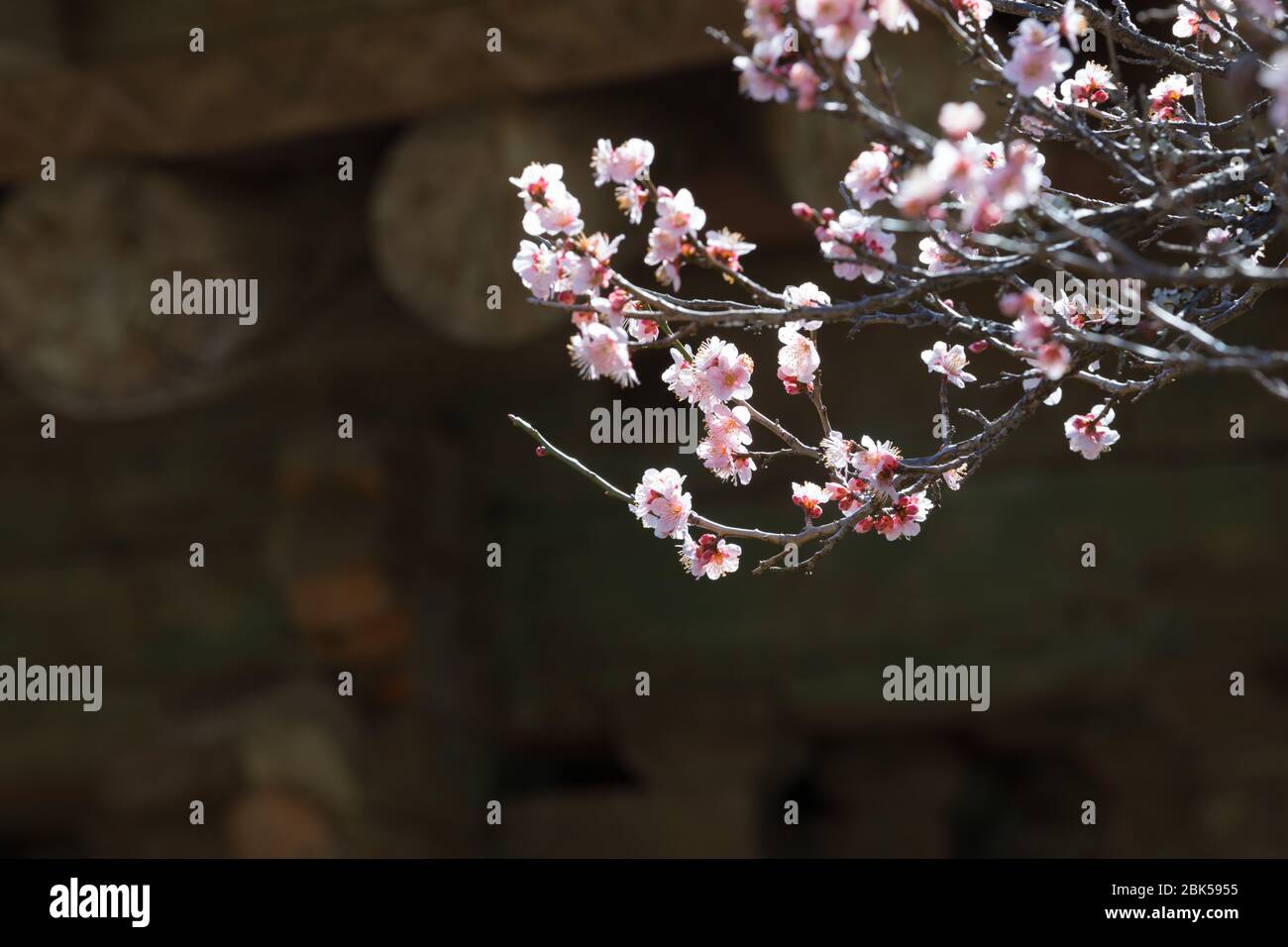 Spring in Korea, close-up of plum blossoms, and scenery of Seonamsa Temple in Korea. Stock Photo
