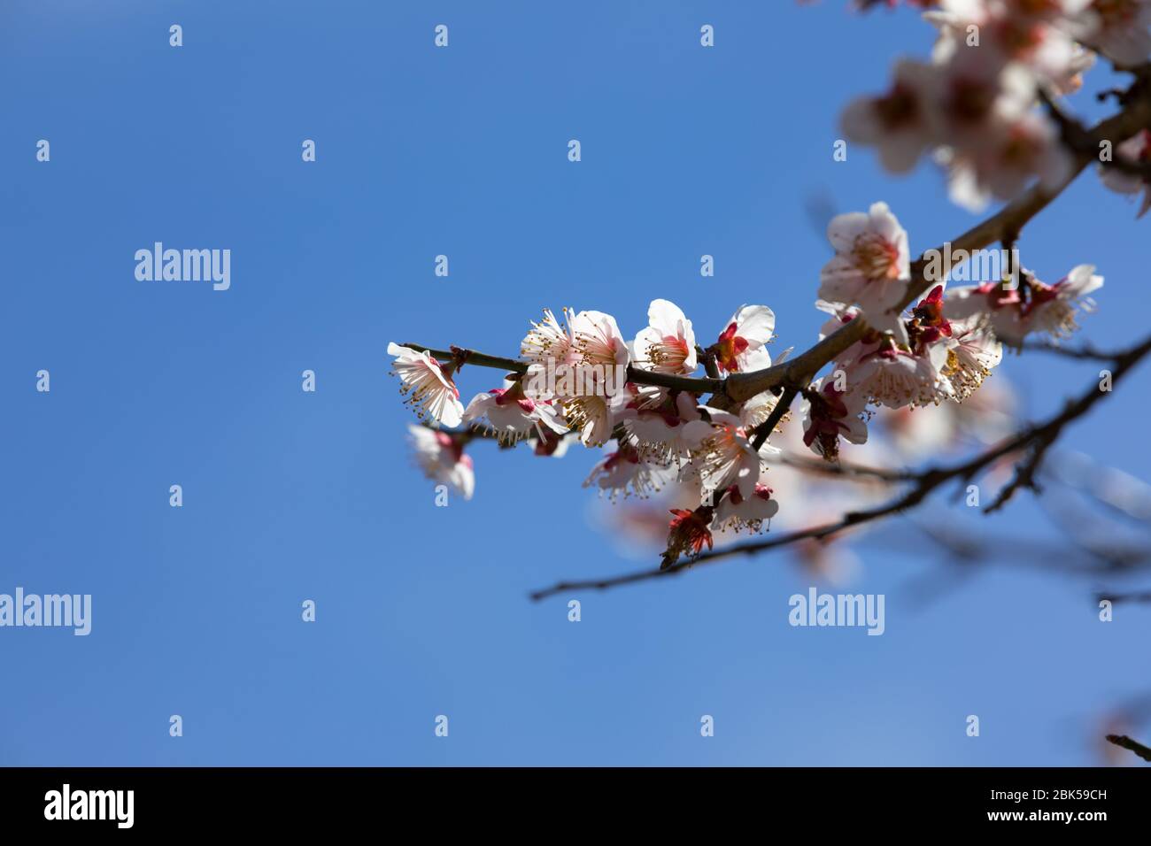 Close-up of plum blossoms against the blue sky on a spring day Stock Photo