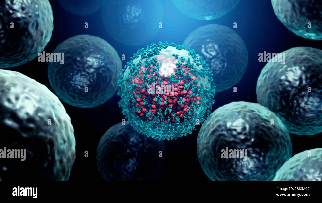 Illustration of antibodies (blue) attaching to a coronavirus (red) infected cell. Antibodies