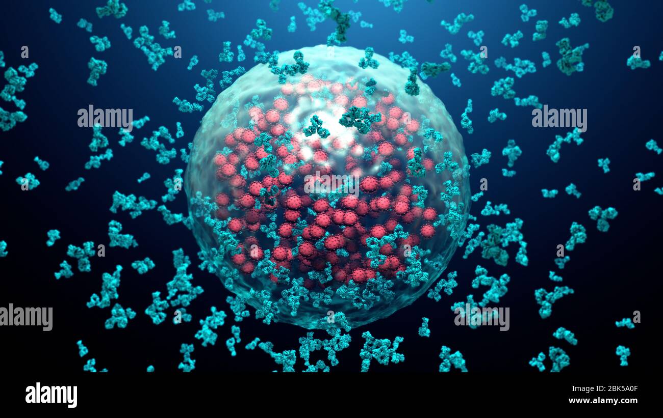 Illustration of antibodies (blue) attaching to a coronavirus (red) infected cell. Antibodies bind to specific antigens, for instance viral proteins displayed on the surface of infected cells, marking them for destruction by phagocyte immune cells. Stock Photo