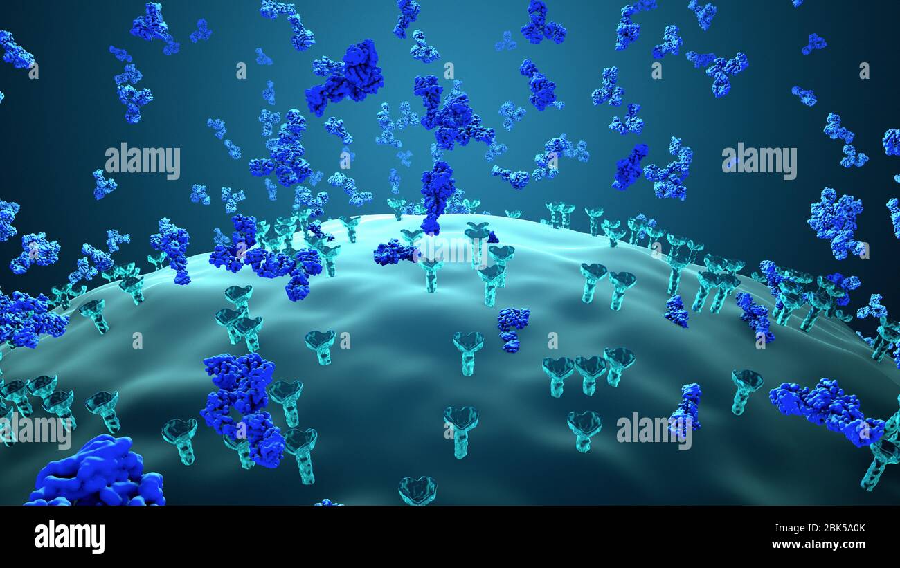 Illustration of antibodies (blue) attaching to a virus infected cell. Antibodies bind to specific antigens, for instance viral proteins displayed on the surface of infected cells, marking them for destruction by phagocyte immune cells. Stock Photo